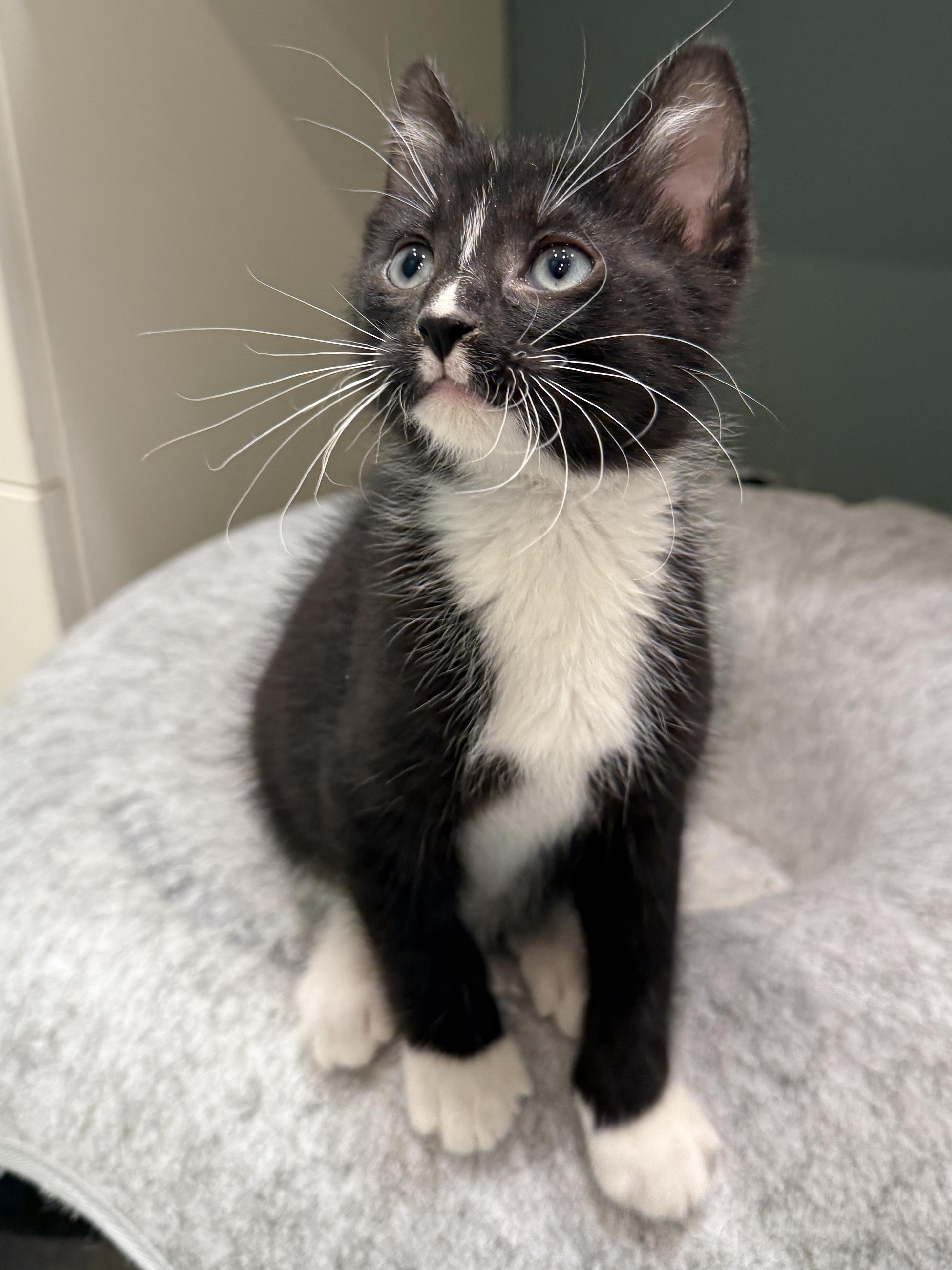 Enlarge Beret, a Adoptable Domestic Short Hair in Mount Prospect, IL image 4/5