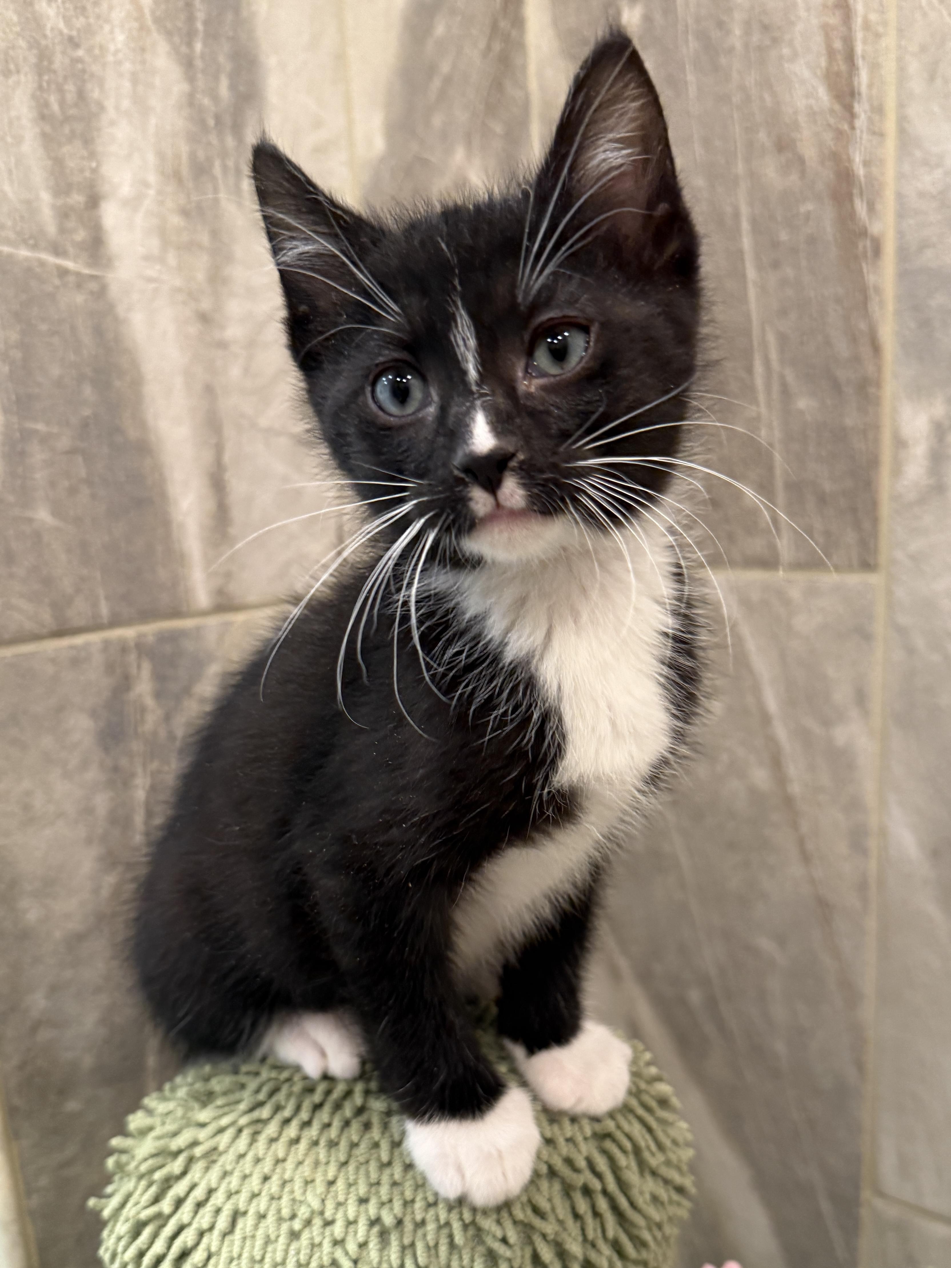 Enlarge Beret, a Adoptable Domestic Short Hair in Mount Prospect, IL image 3/5