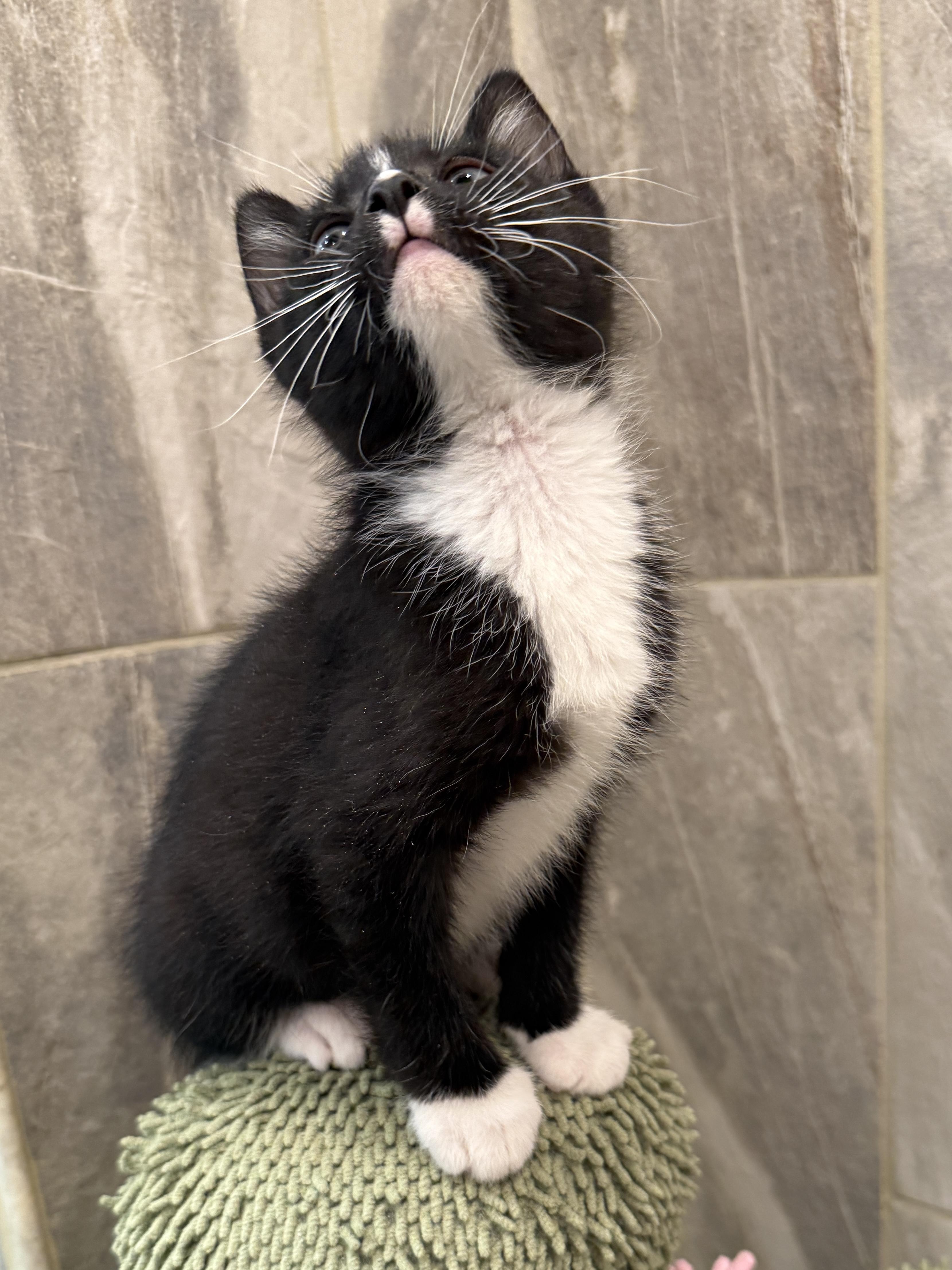 Enlarge Beret, a Adoptable Domestic Short Hair in Mount Prospect, IL image 2/5