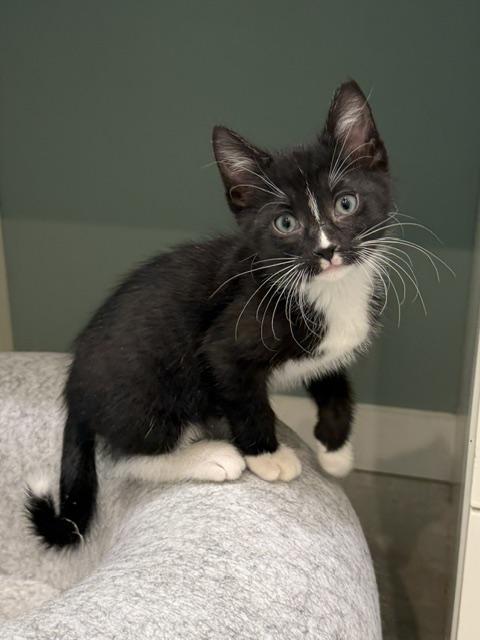 Enlarge Beret, a Adoptable Domestic Short Hair in Mount Prospect, IL image 1/5
