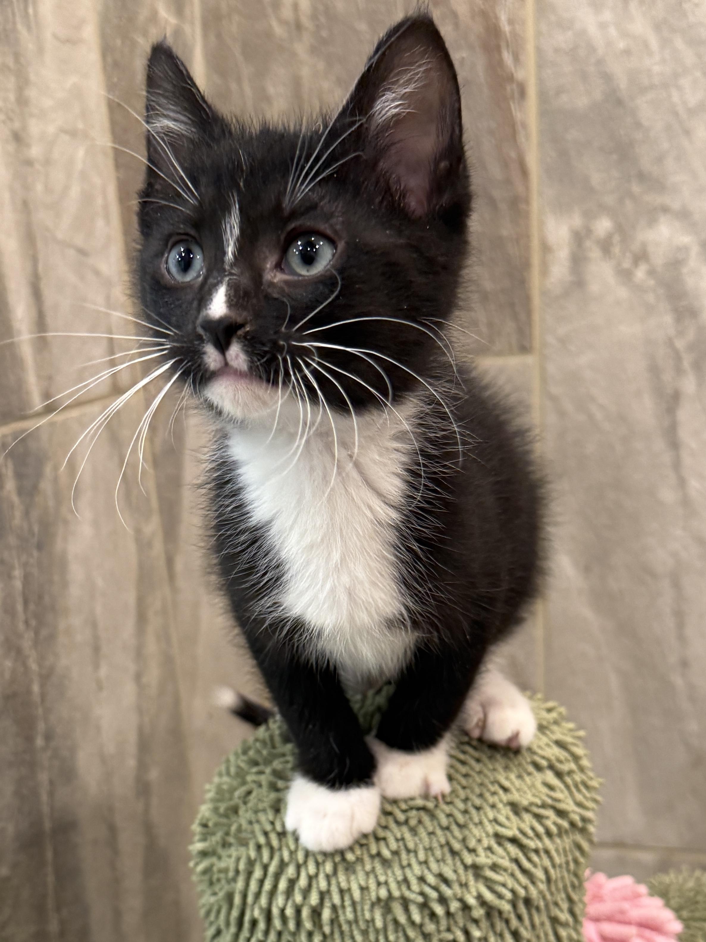 Enlarge Beret, a Adoptable Domestic Short Hair in Mount Prospect, IL image 5/5