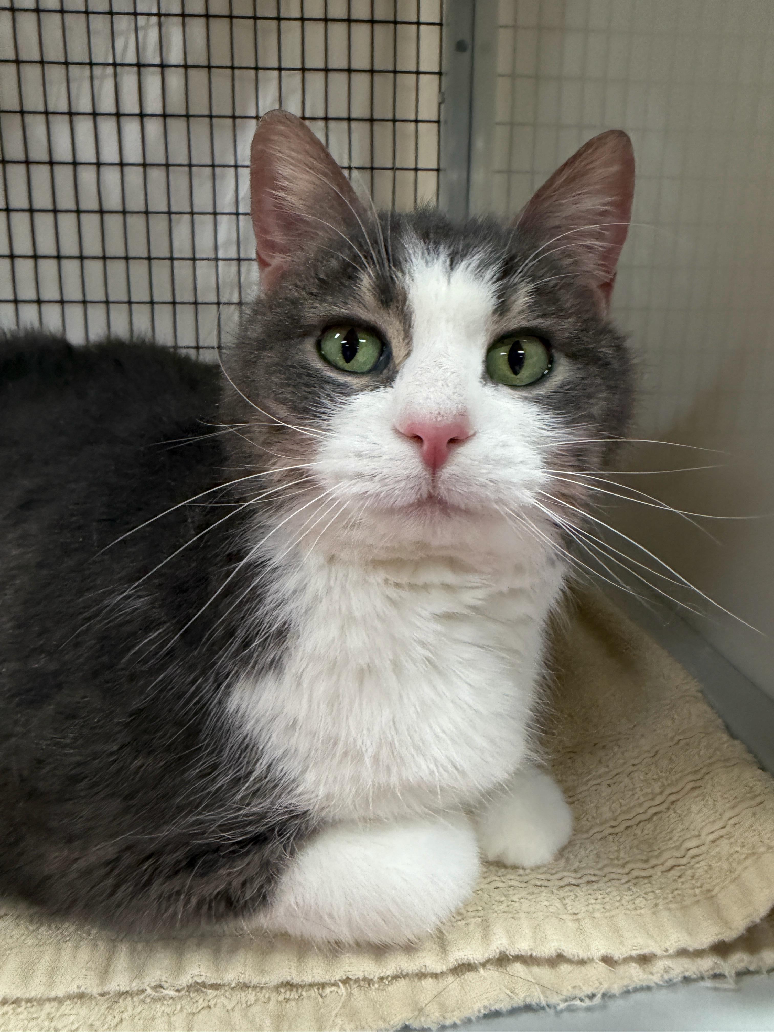 Little Grey, adopted, Senior Female Domestic Short Hair.