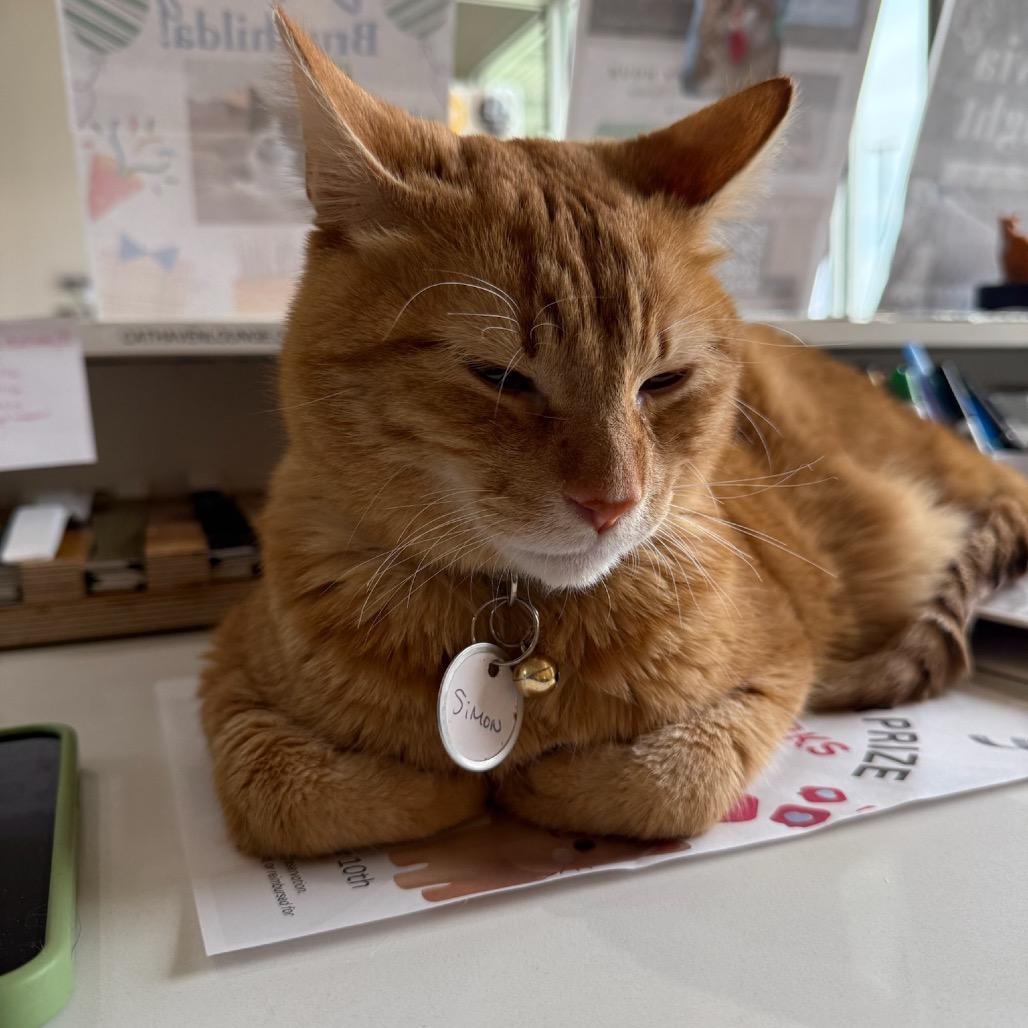 Simon, Adoptable, Adult Male Domestic Medium Hair.