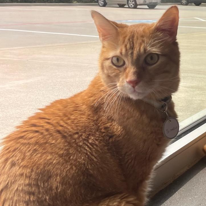 Enlarge Simon, a Adoptable Domestic Medium Hair in Katy, TX image 2/3