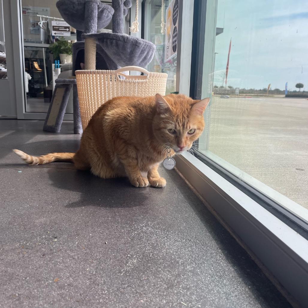 Enlarge Simon, a Adoptable Domestic Medium Hair in Katy, TX image 3/3