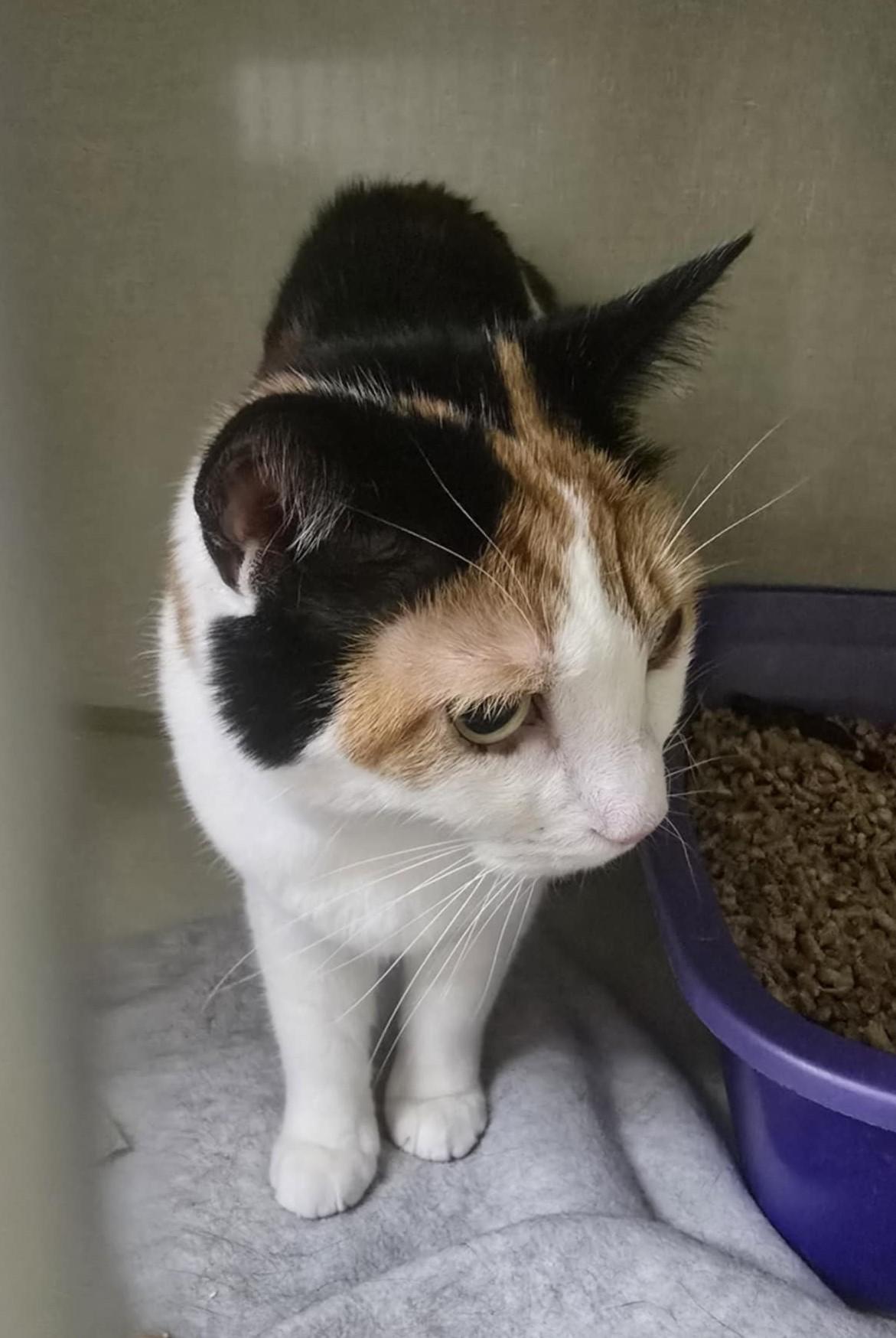 Enlarge Kaylee, a Adoptable Domestic Short Hair in Shippenville, PA image 3/4