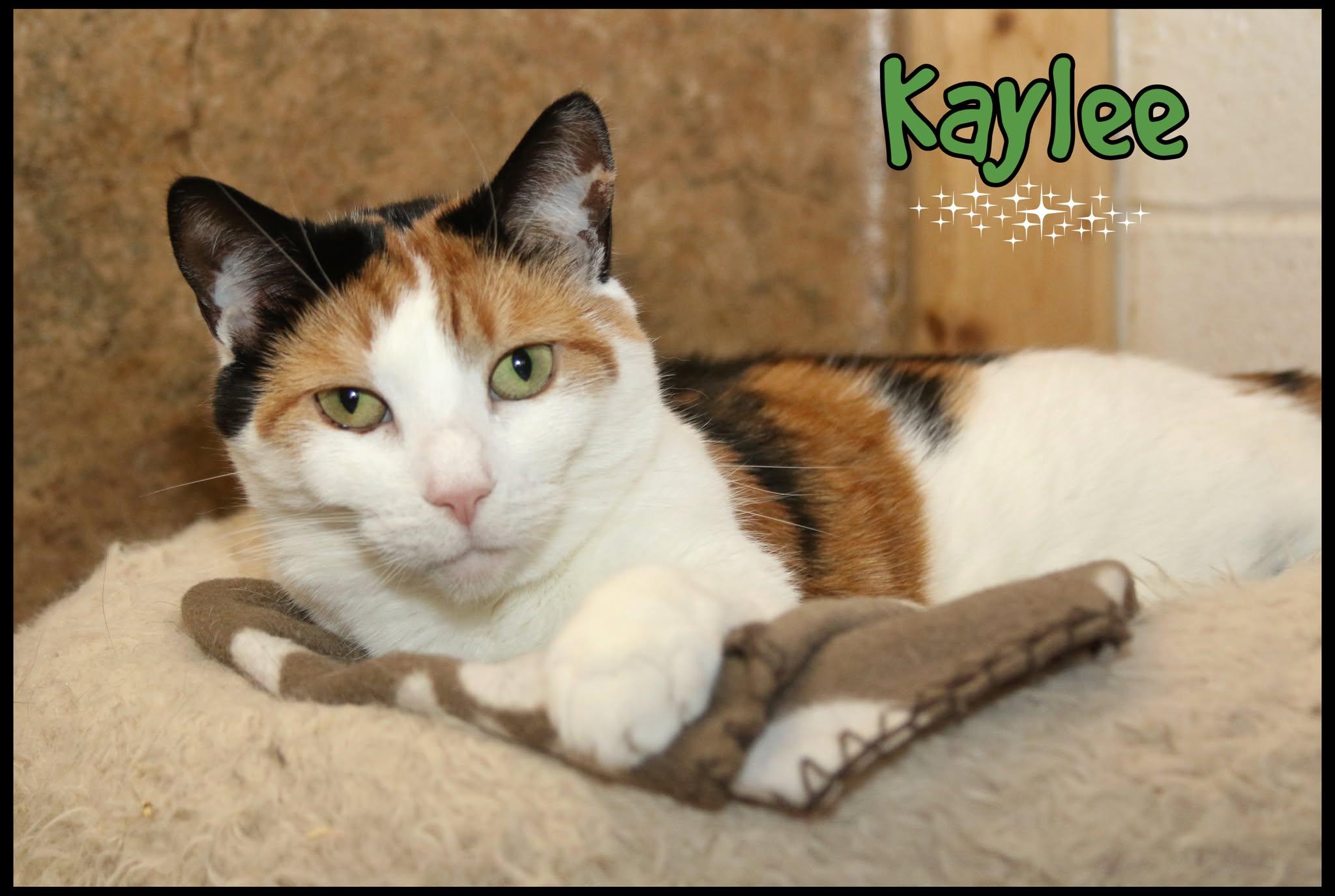 Kaylee, Adoptable, Adult Female Domestic Short Hair.