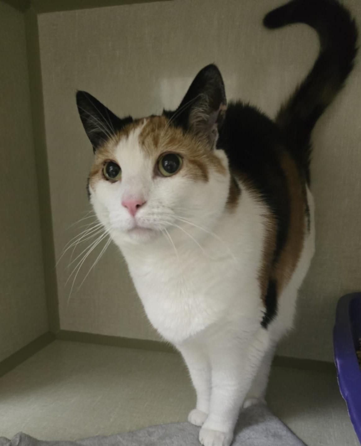 Enlarge Kaylee, a Adoptable Domestic Short Hair in Shippenville, PA image 4/4