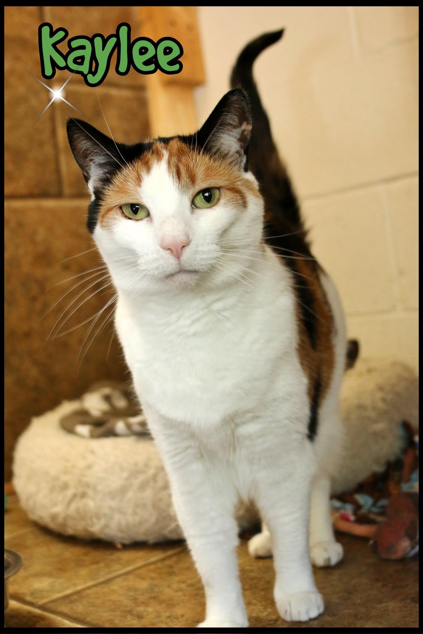 Enlarge Kaylee, a Adoptable Domestic Short Hair in Shippenville, PA image 2/4
