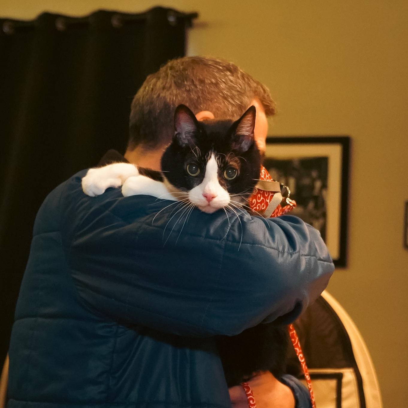 Email the Cat, an adopted Domestic Short Hair in Milwaukee, WI image 3/4