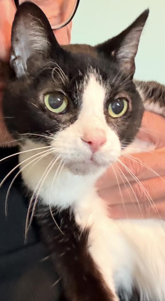 Email the Cat, an adopted Domestic Short Hair in Milwaukee, WI image 4/4