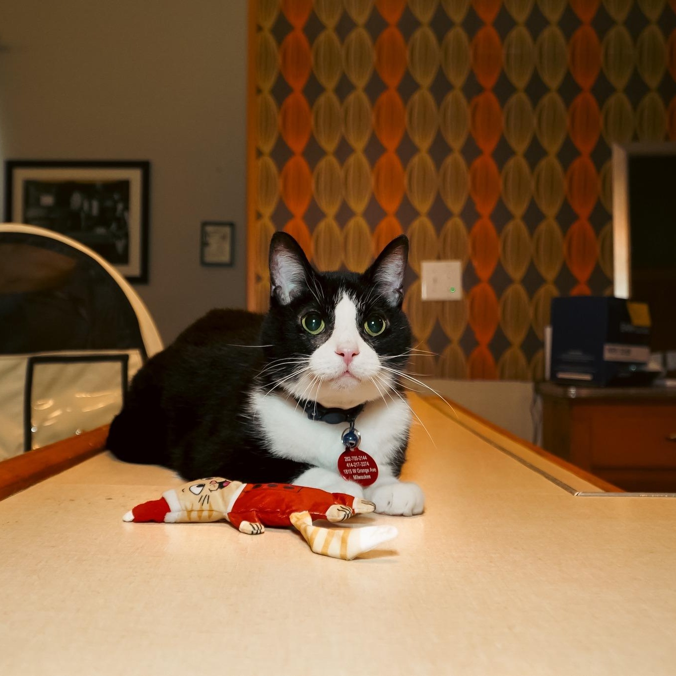 Email the Cat, an adopted Domestic Short Hair in Milwaukee, WI image 1/4