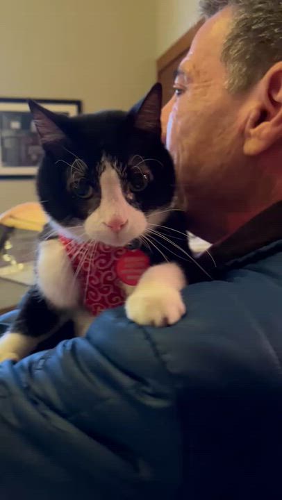 Enlarge Email the Cat, an adopted Domestic Short Hair in Milwaukee, WI video 2/4