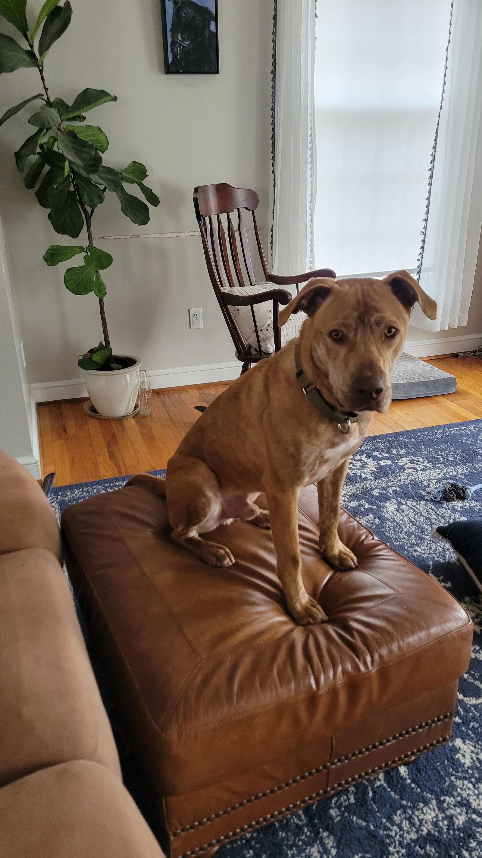 Hobo, Adoptable, Young Male Labrador Retriever.