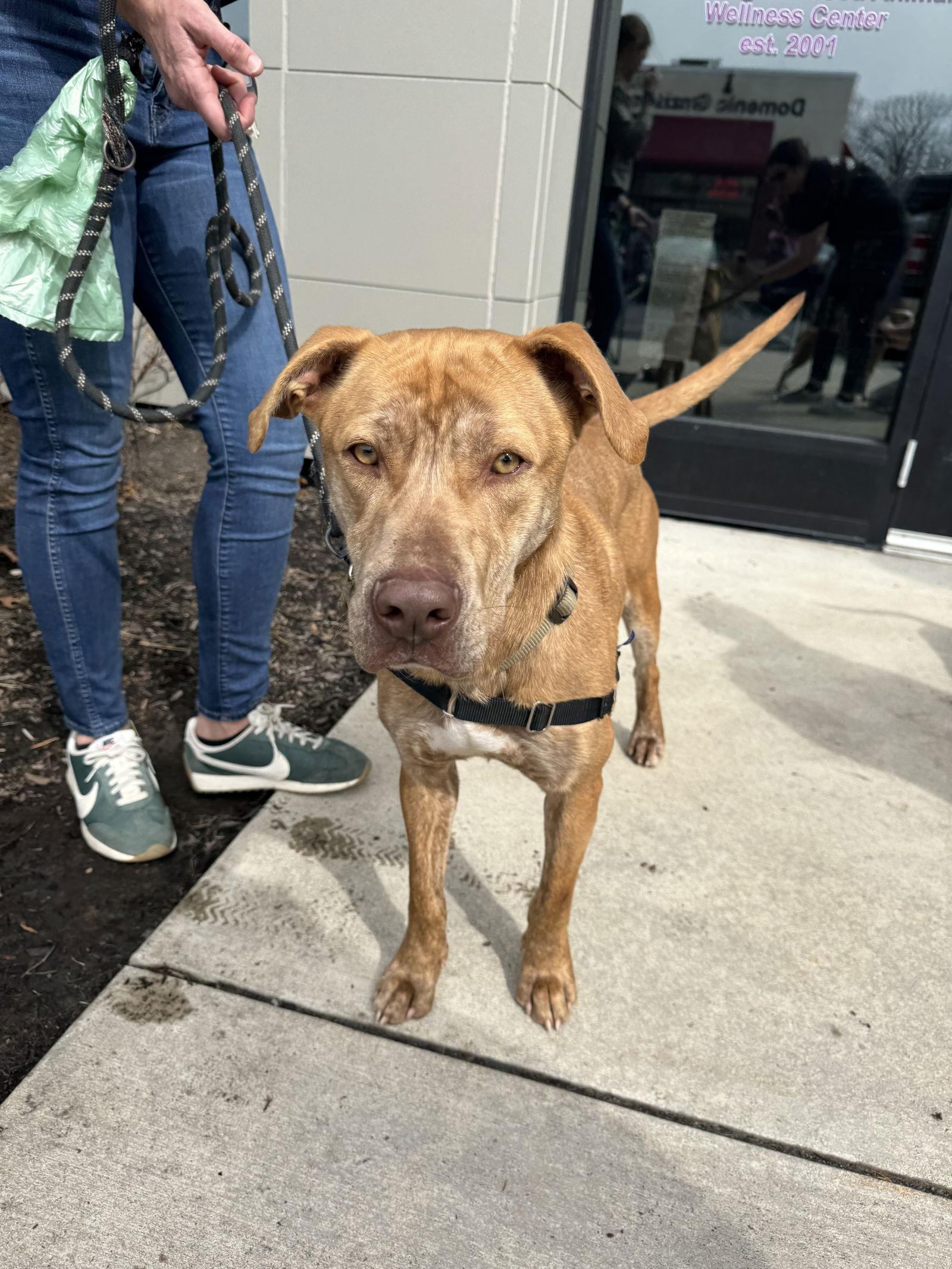 Enlarge Hobo, a Adoptable Labrador Retriever in Doylestown, PA image 2/3