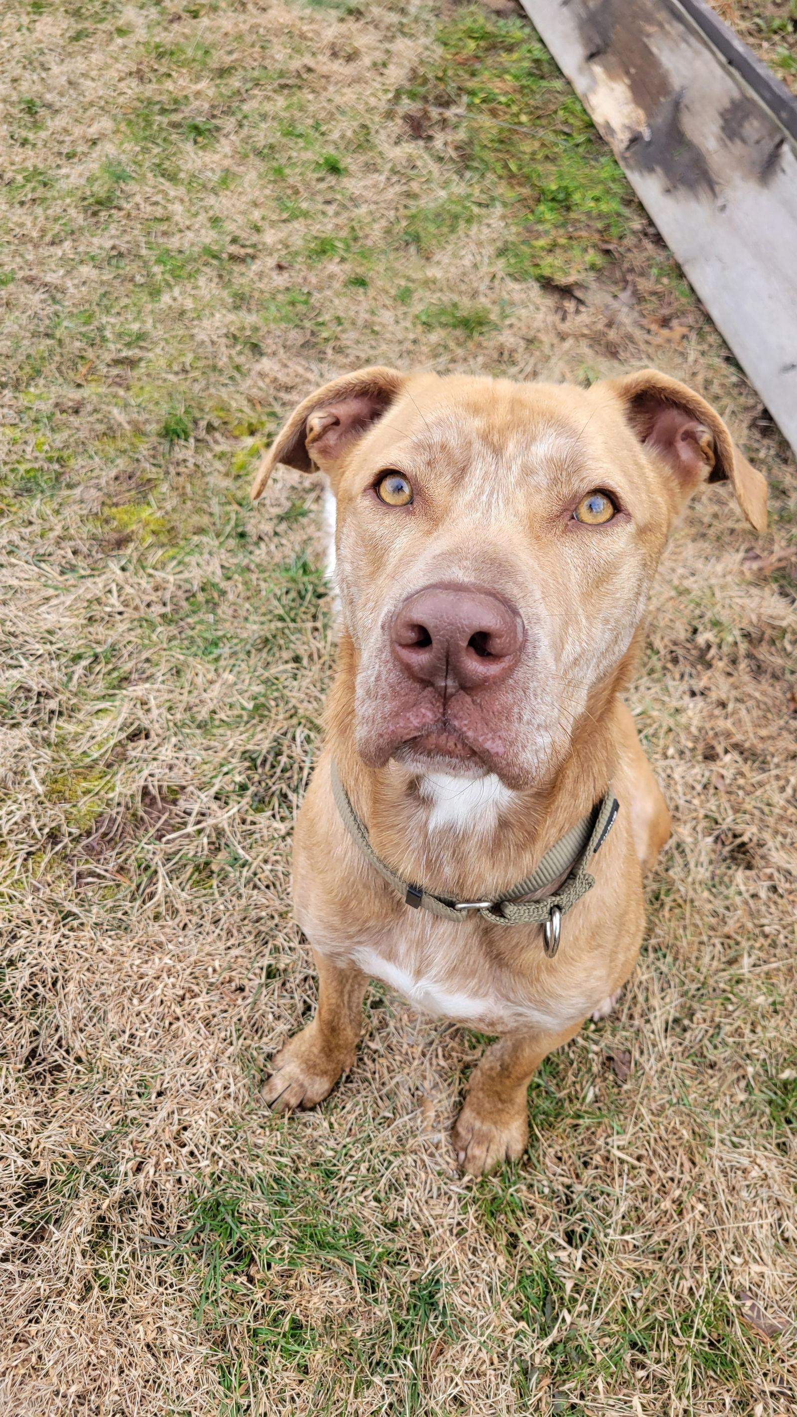 Enlarge Hobo, a Adoptable Labrador Retriever in Doylestown, PA image 3/3