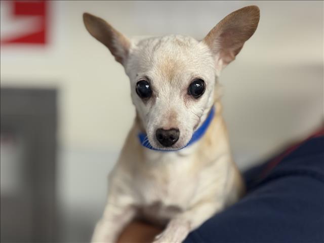 Breed Chihuahua mix Age 10 yrs Weight 10 lbs Good with dogs yes Good with cats unsure Good wi