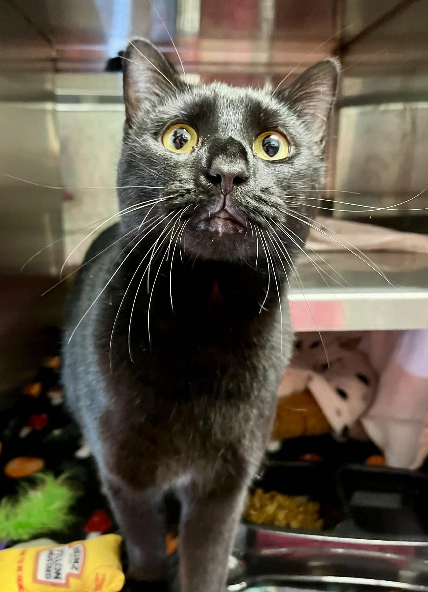 Enlarge Midnight, a Adoptable Domestic Short Hair in Moundsville, WV image 2/2