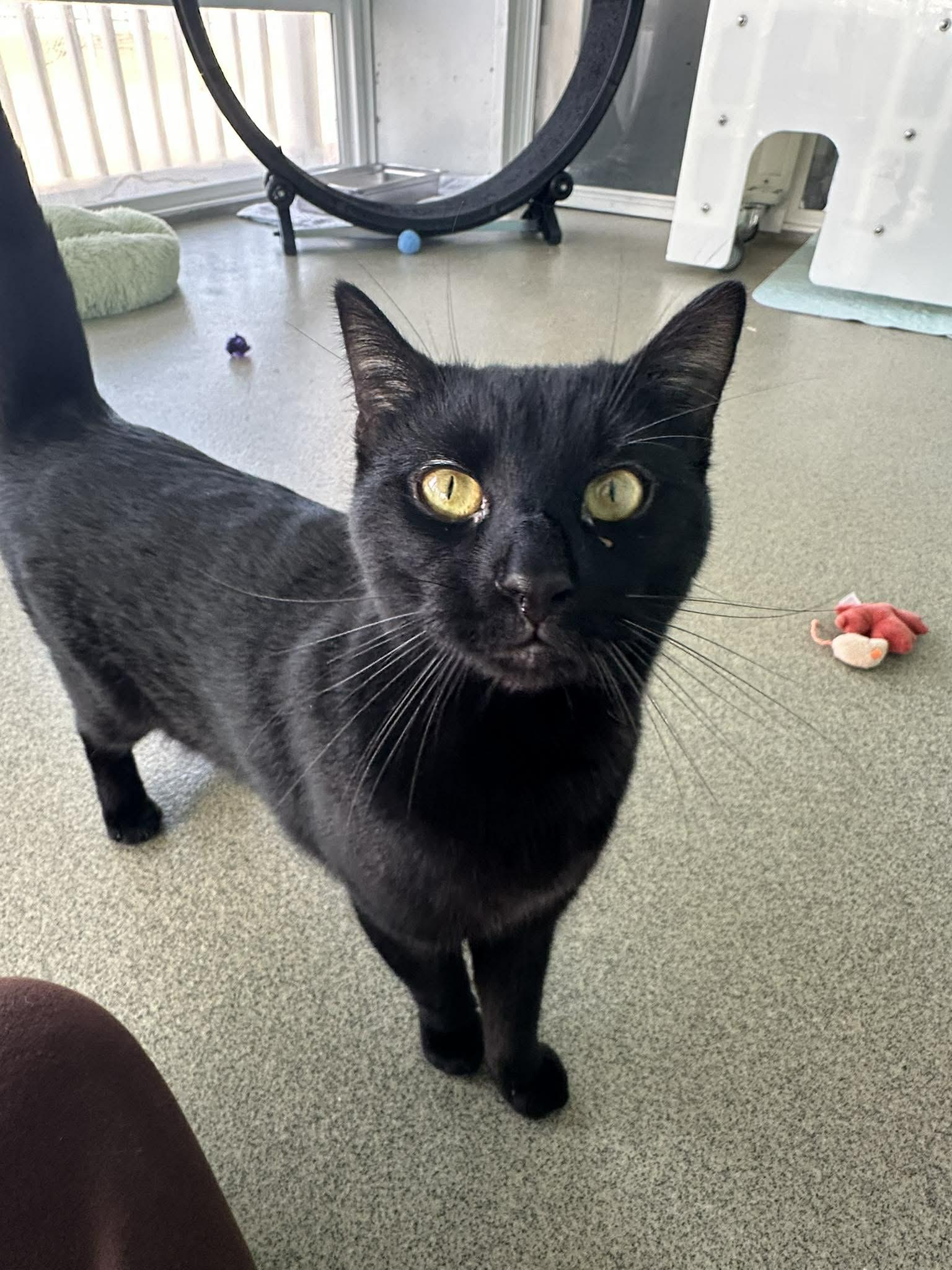 Midnight, Adoptable, Young Male Domestic Short Hair.