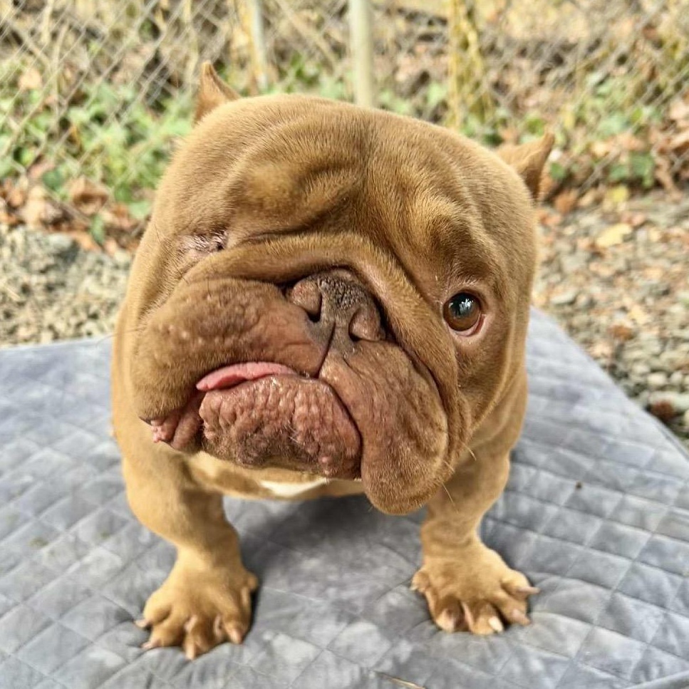 Pop Eye, Adoptable, Adult Male American Bulldog & Mixed Breed.