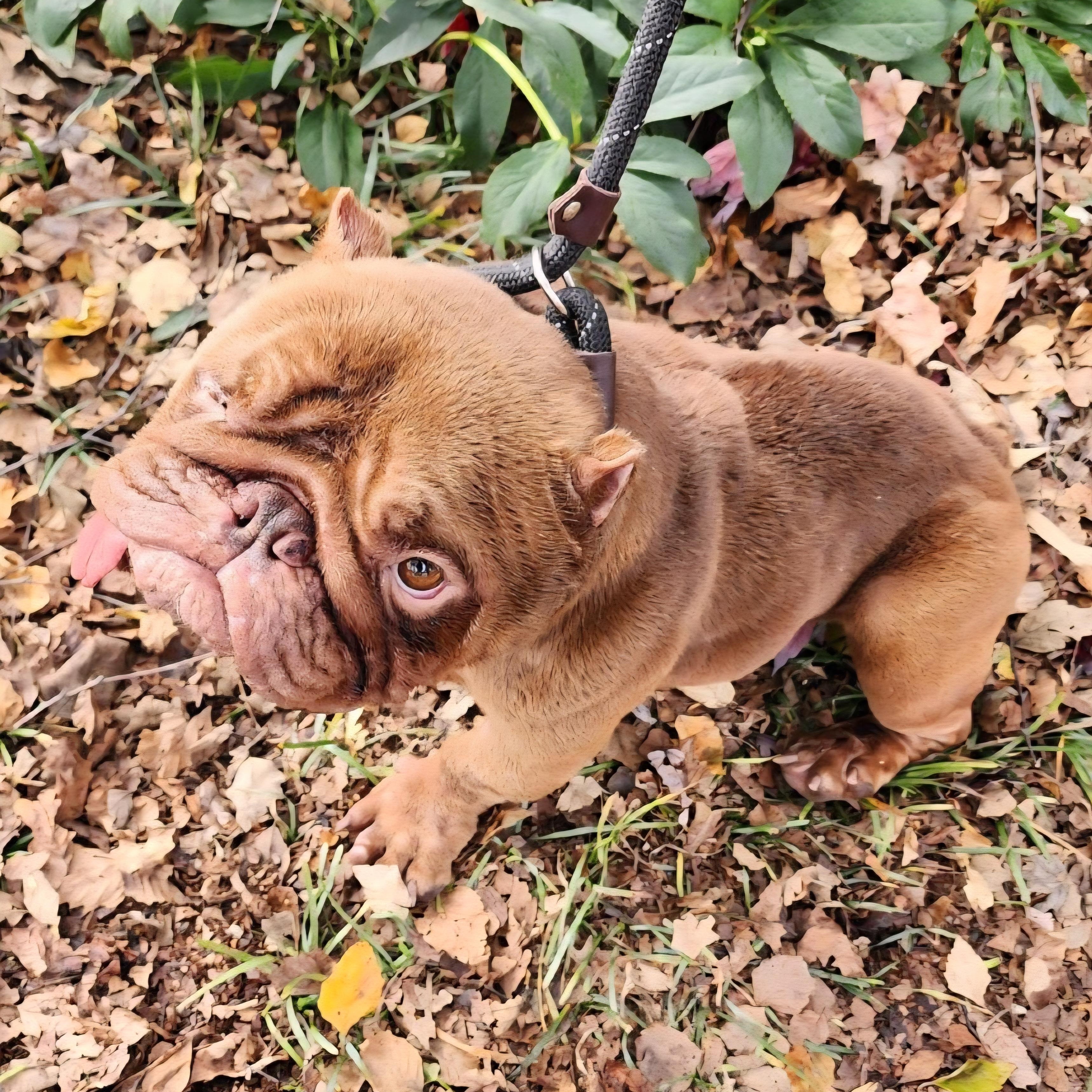 Enlarge Pop Eye, a Adoptable mixed breed in Greensboro, NC image 1/1