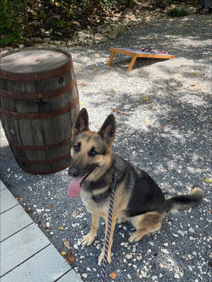 Petunia, adopted, Adult Female German Shepherd Dog.