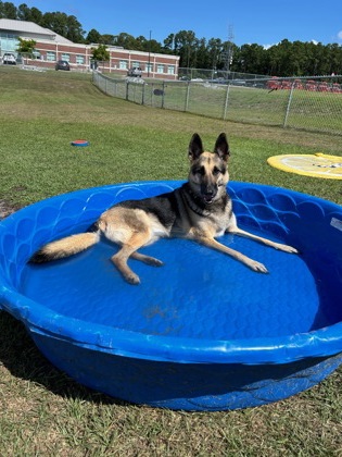 Enlarge Petunia, an adopted German Shepherd Dog in Manteo, NC image 2/2