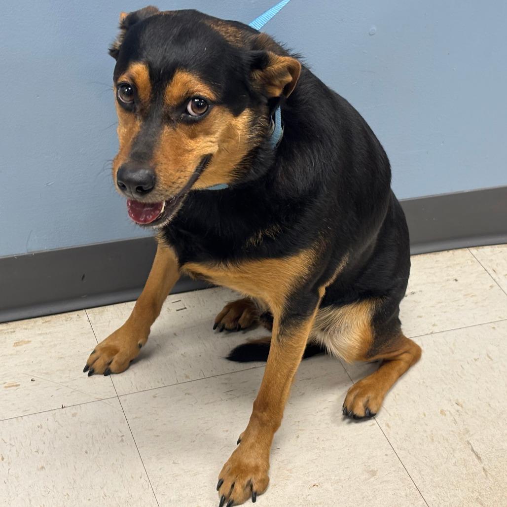 Enlarge Tiko (Grover), a Adoptable mixed breed in St Joseph, MO image 1/1
