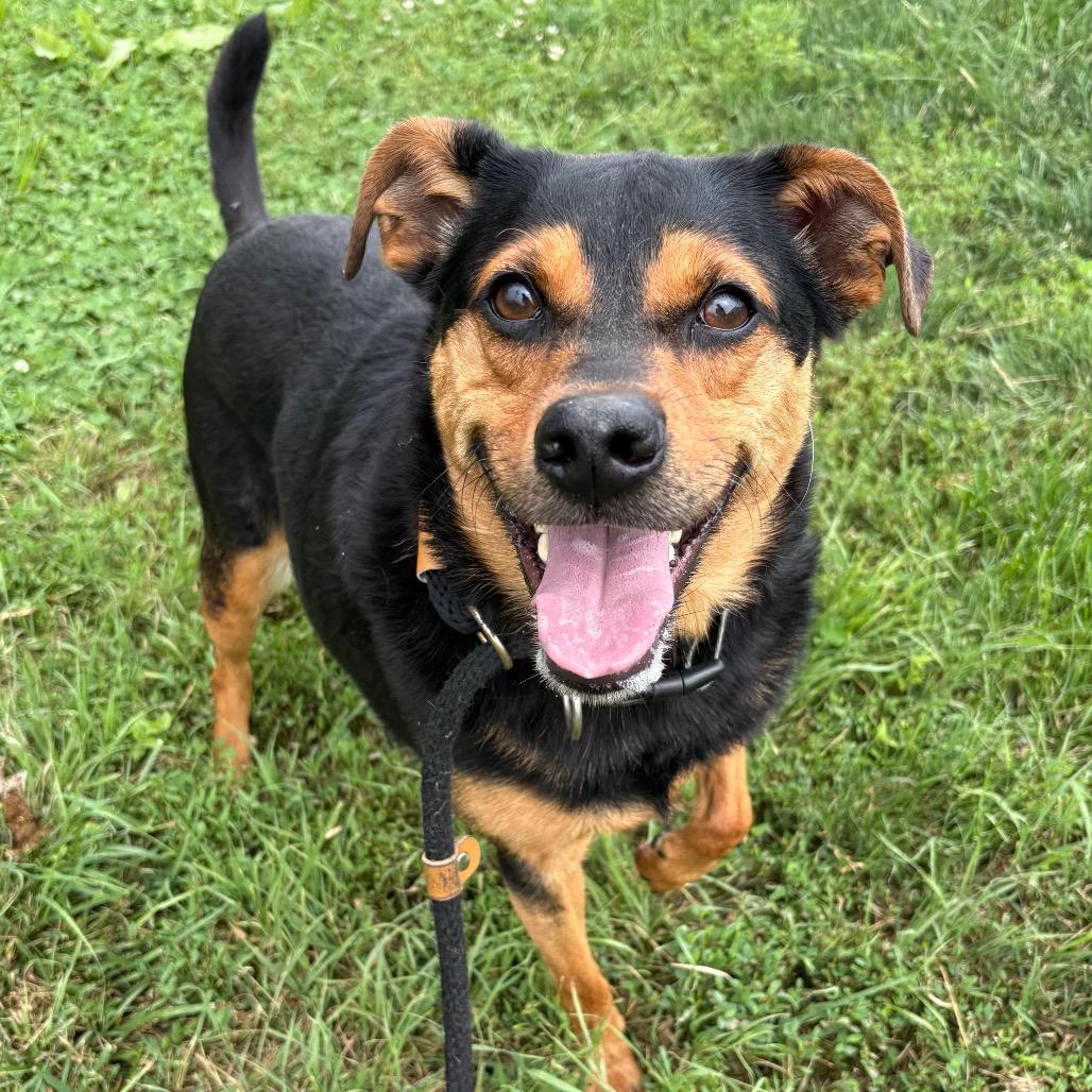 Tiko (Grover), Adoptable, Adult Male Terrier & Mixed Breed.