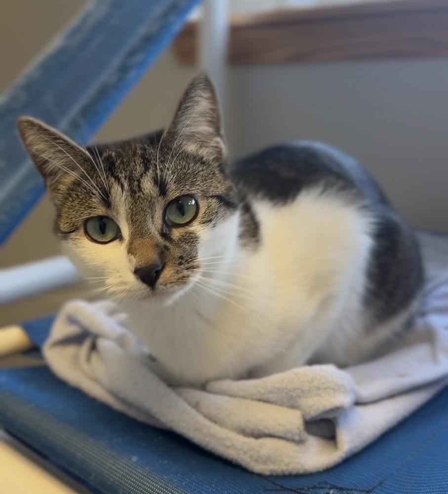 Evie, Adoptable, Adult Female Domestic Short Hair.