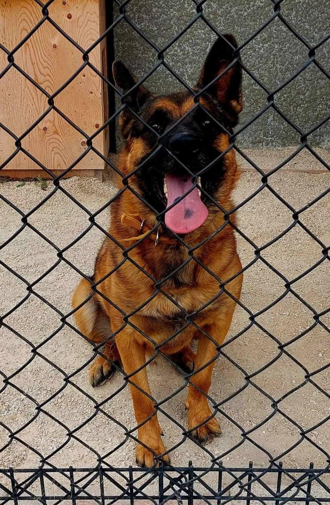 Enlarge Ruben, a Adoptable mixed breed in Winnipeg, MB image 3/5