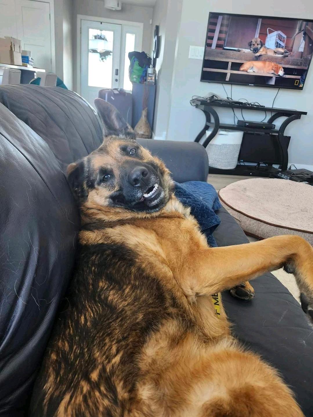 Enlarge Ruben, a Adoptable mixed breed in Winnipeg, MB image 4/5