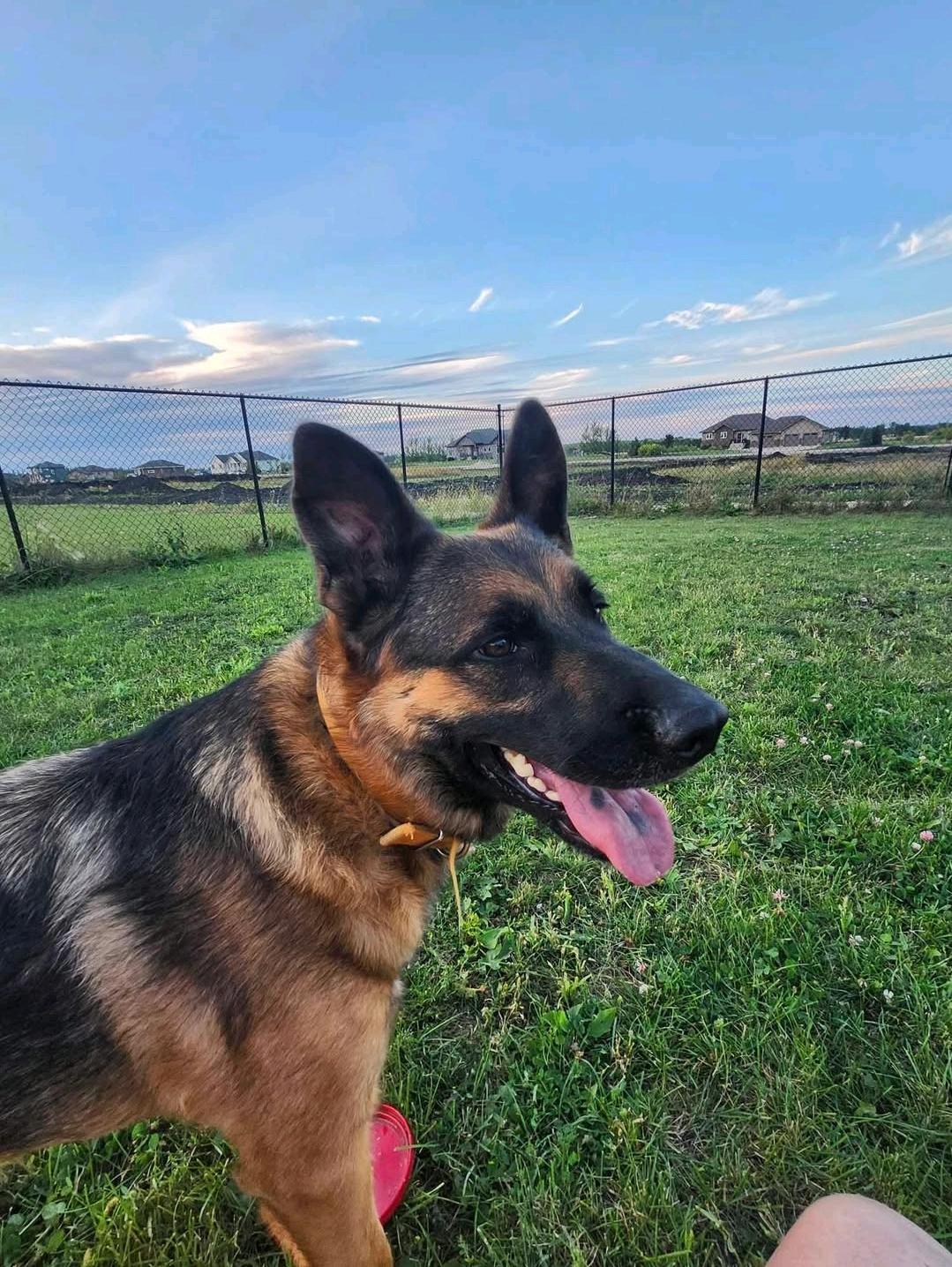 Enlarge Ruben, a Adoptable mixed breed in Winnipeg, MB image 2/5