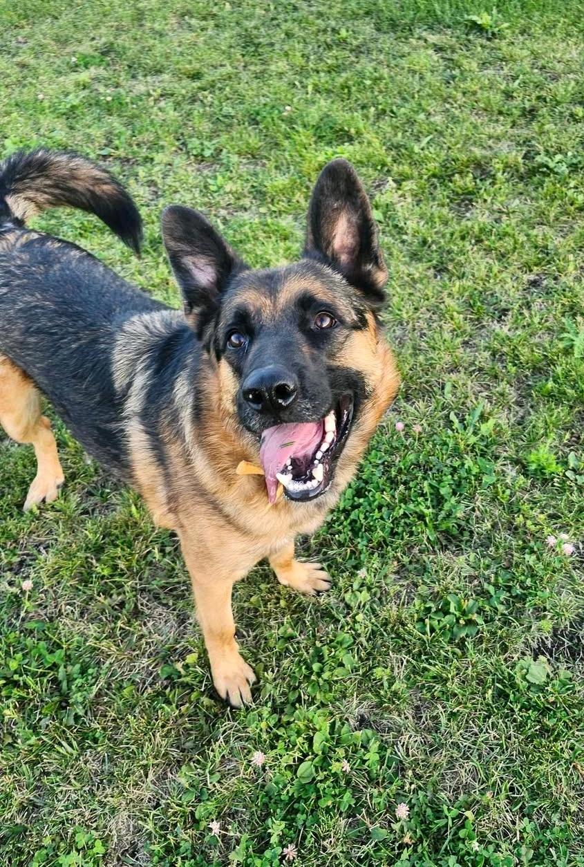 Enlarge Ruben, a Adoptable mixed breed in Winnipeg, MB image 1/5