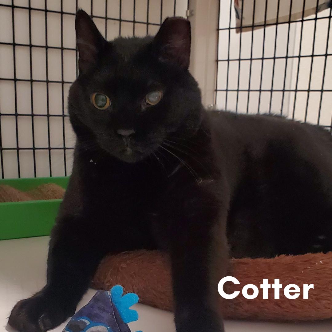 Cotter, ADOPTABLE, Senior Male Domestic Short Hair.