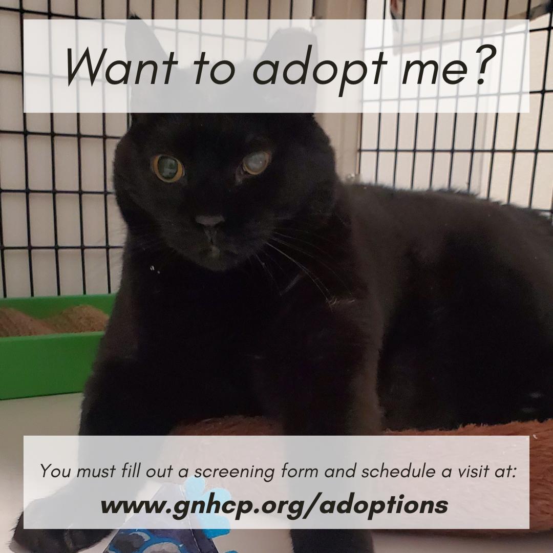 Cotter, a ADOPTABLE Domestic Short Hair in New Haven, CT image 3/3