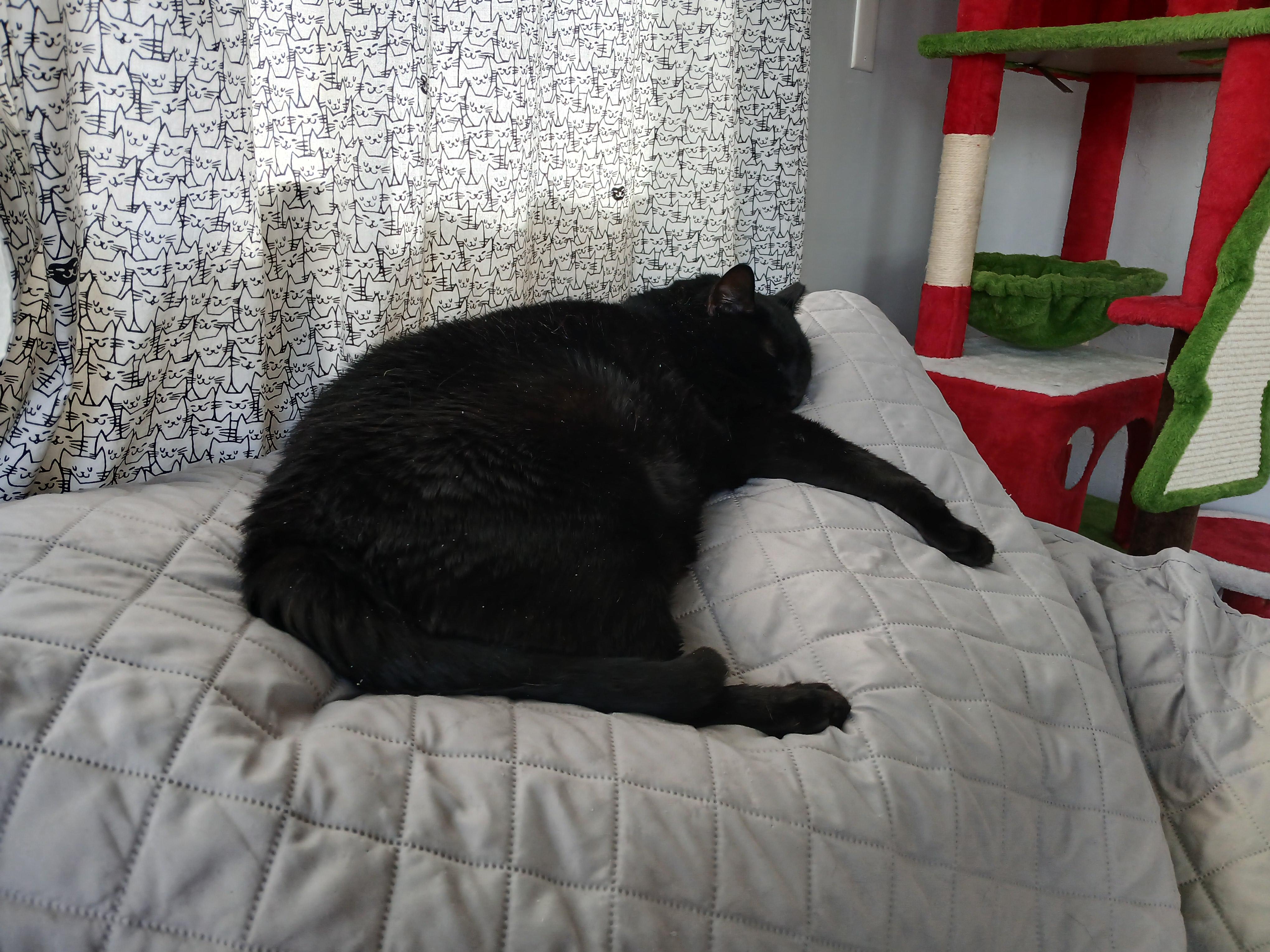 Cotter, a ADOPTABLE Domestic Short Hair in New Haven, CT image 2/3