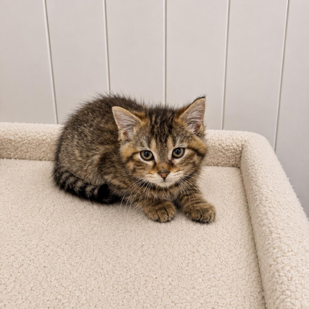 Lyla, Adoptable, Kitten Female Domestic Short Hair.