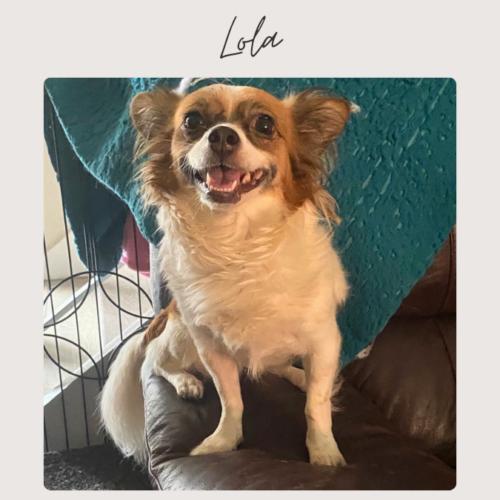 Enlarge LOLA, a Adoptable mixed breed in San Juan Capistrano, CA image 2/2