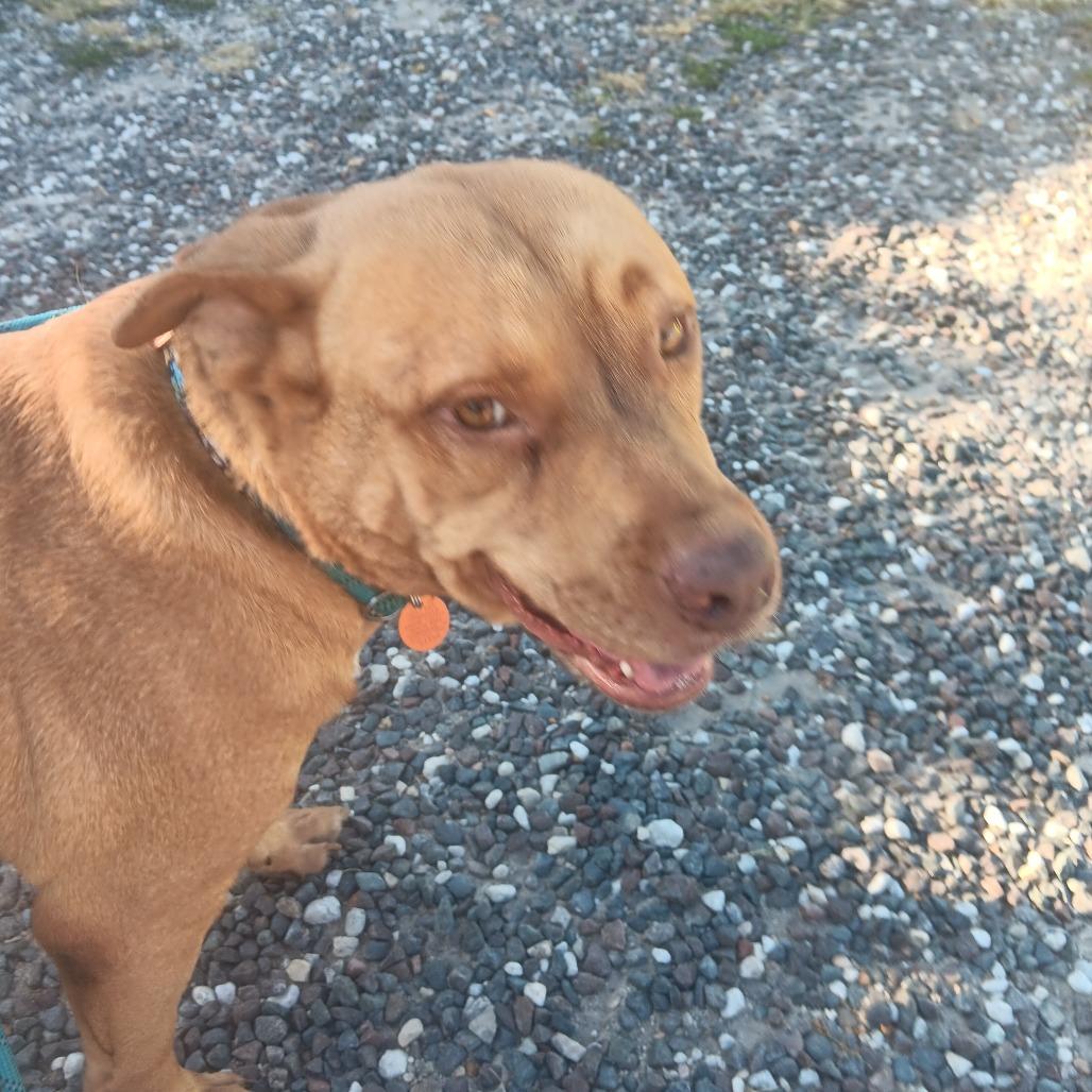 Enlarge Cardi, a Adoptable mixed breed in Springfield, MO image 1/3