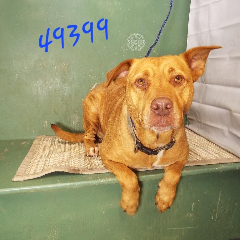 Enlarge Cardi, a Adoptable mixed breed in Springfield, MO image 2/3