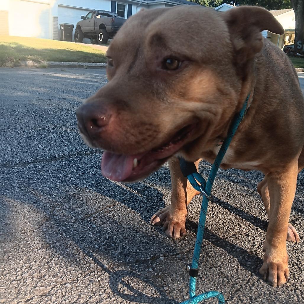 Enlarge Cardi, a Adoptable mixed breed in Springfield, MO image 3/3