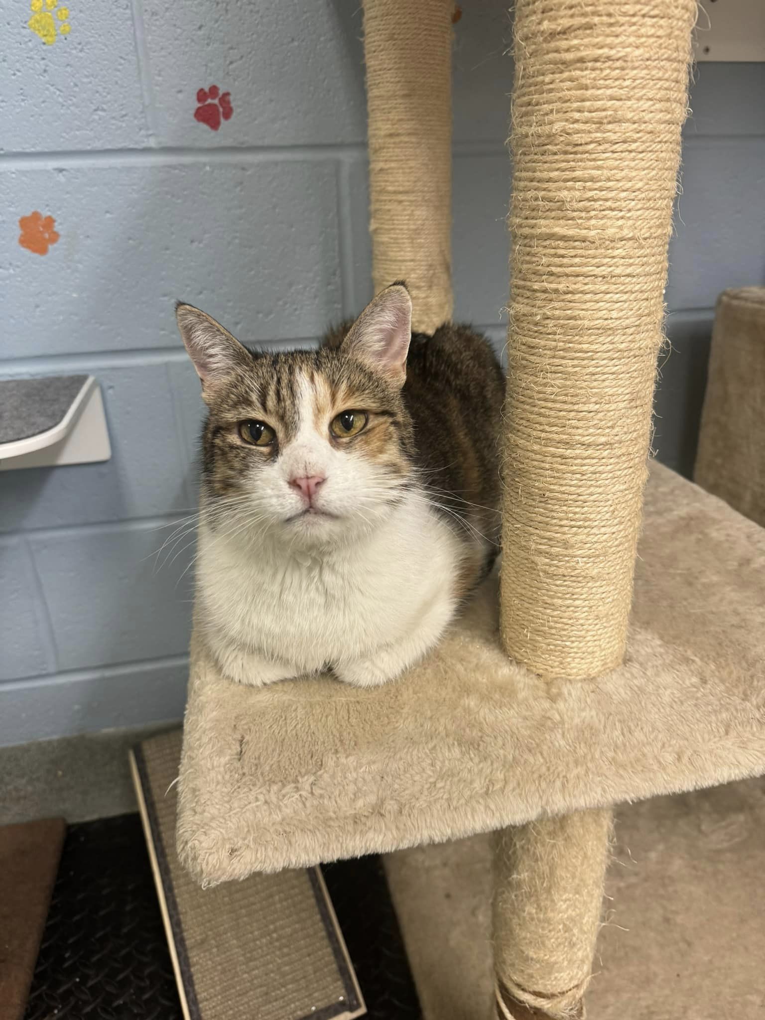 Cat for adoption Yuki, a Calico in Bloomfield, NJ Petfinder