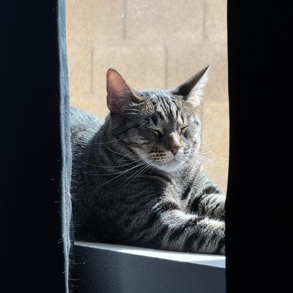 Roo, Adoptable, Adult Male Domestic Short Hair.