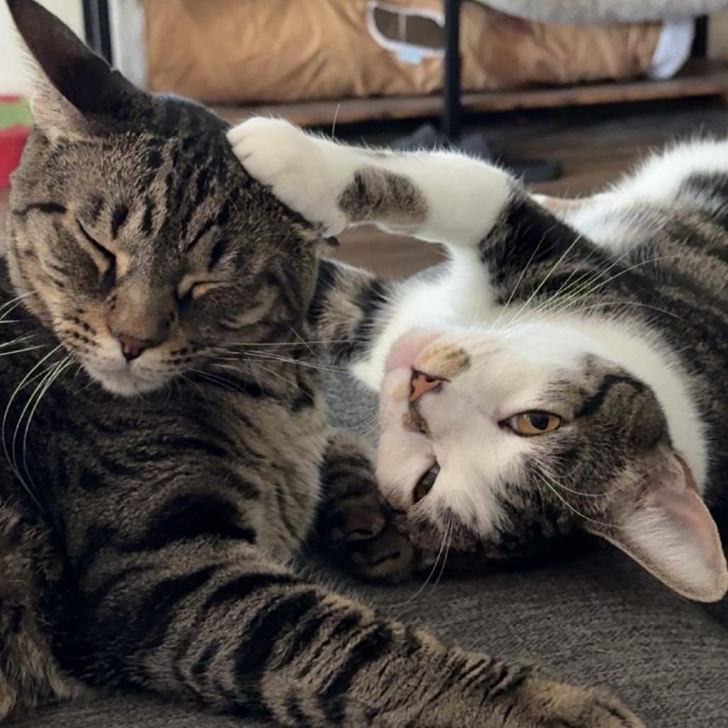 Enlarge Roo, a Adoptable Domestic Short Hair in Tempe, AZ image 2/3