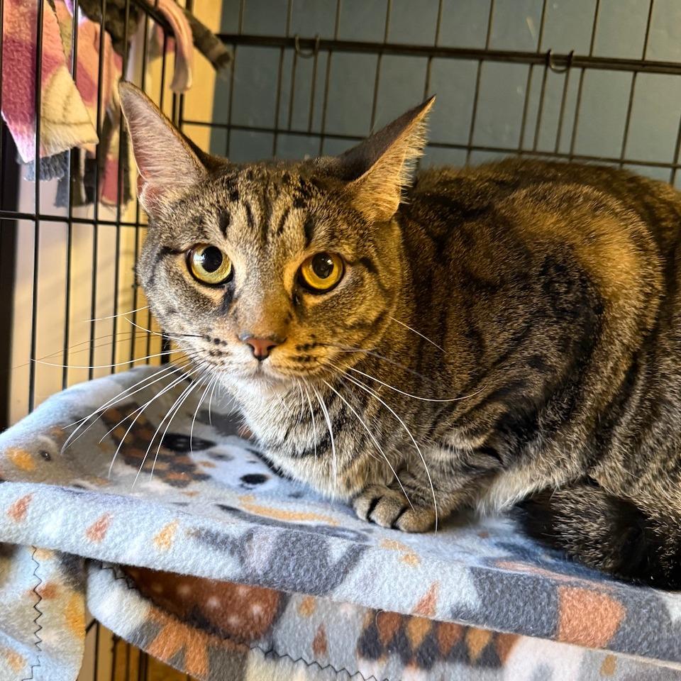 Enlarge Roo, a Adoptable Domestic Short Hair in Tempe, AZ image 3/3