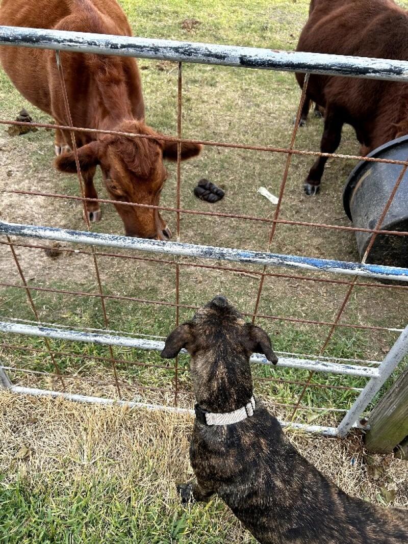 Cupcake the ball-loving, snuggle bug — thumbnail 5