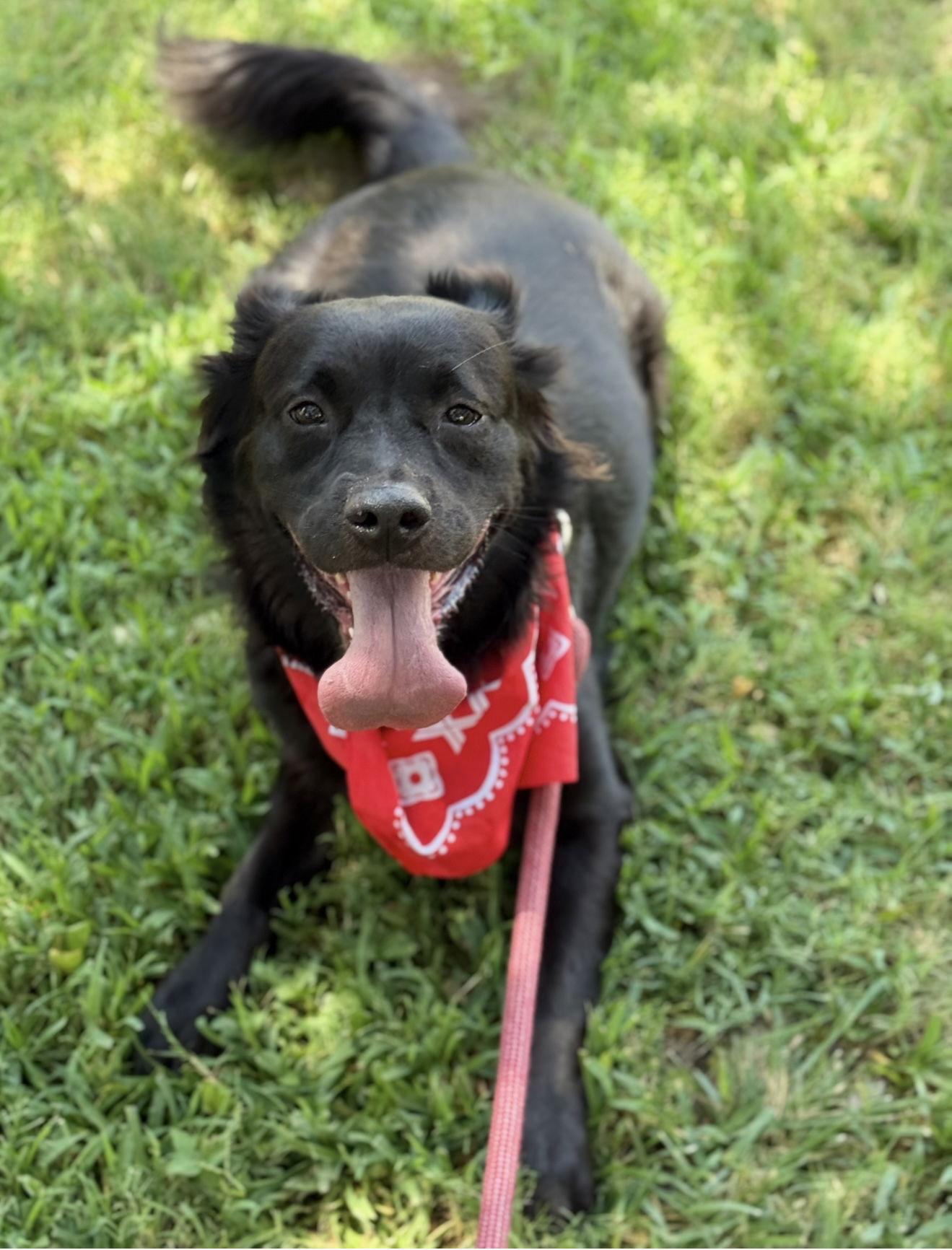 Enlarge Flo, a Adoptable mixed breed in Euless, TX image 1/3
