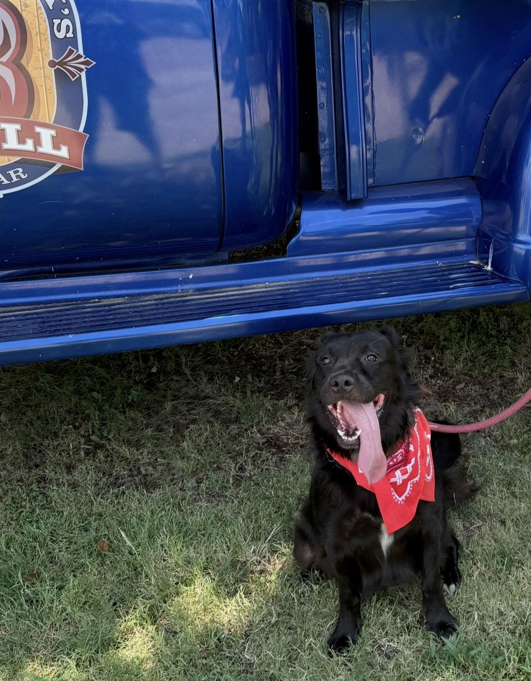 Enlarge Flo, a Adoptable mixed breed in Euless, TX image 2/3