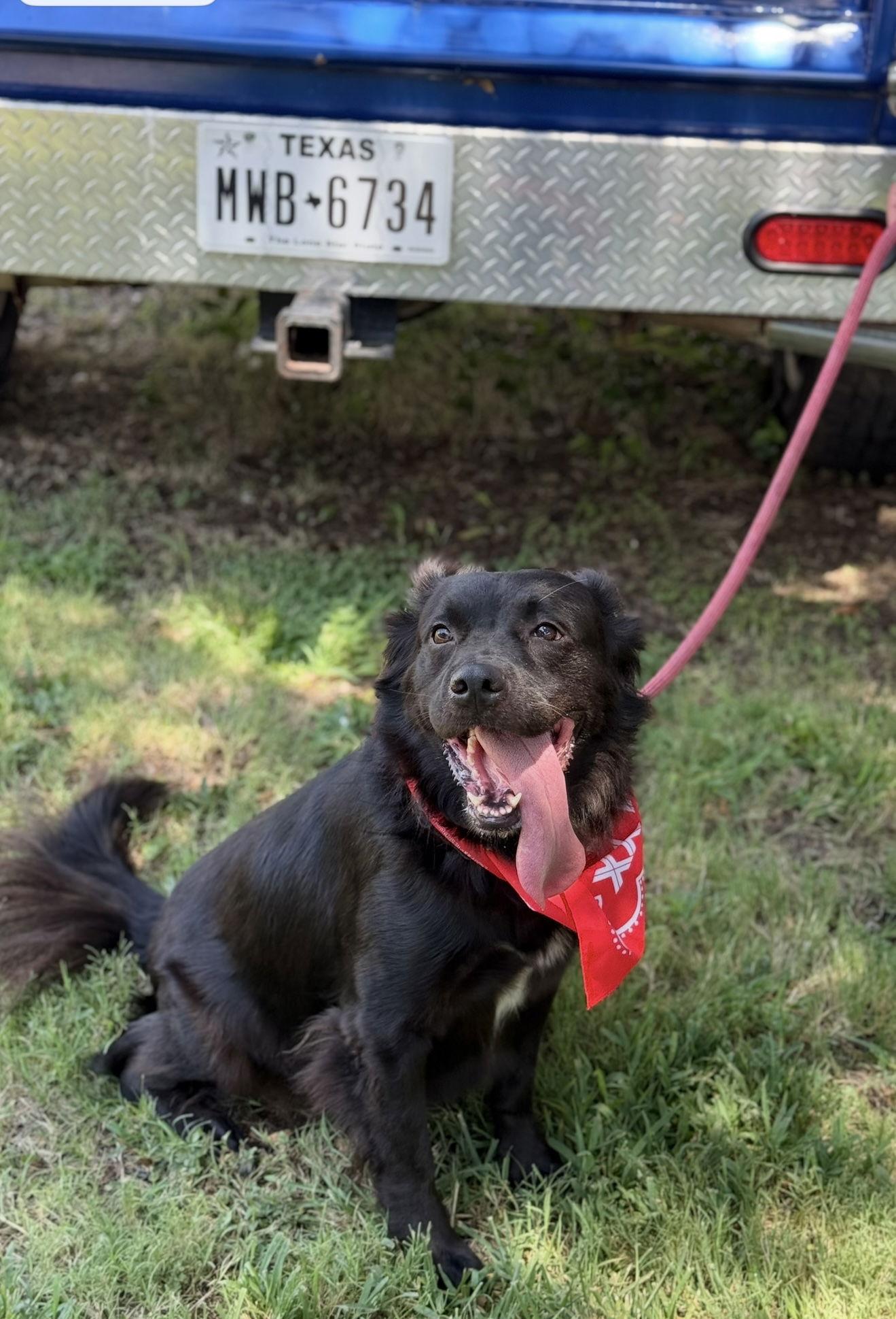 Enlarge Flo, a Adoptable mixed breed in Euless, TX image 3/3